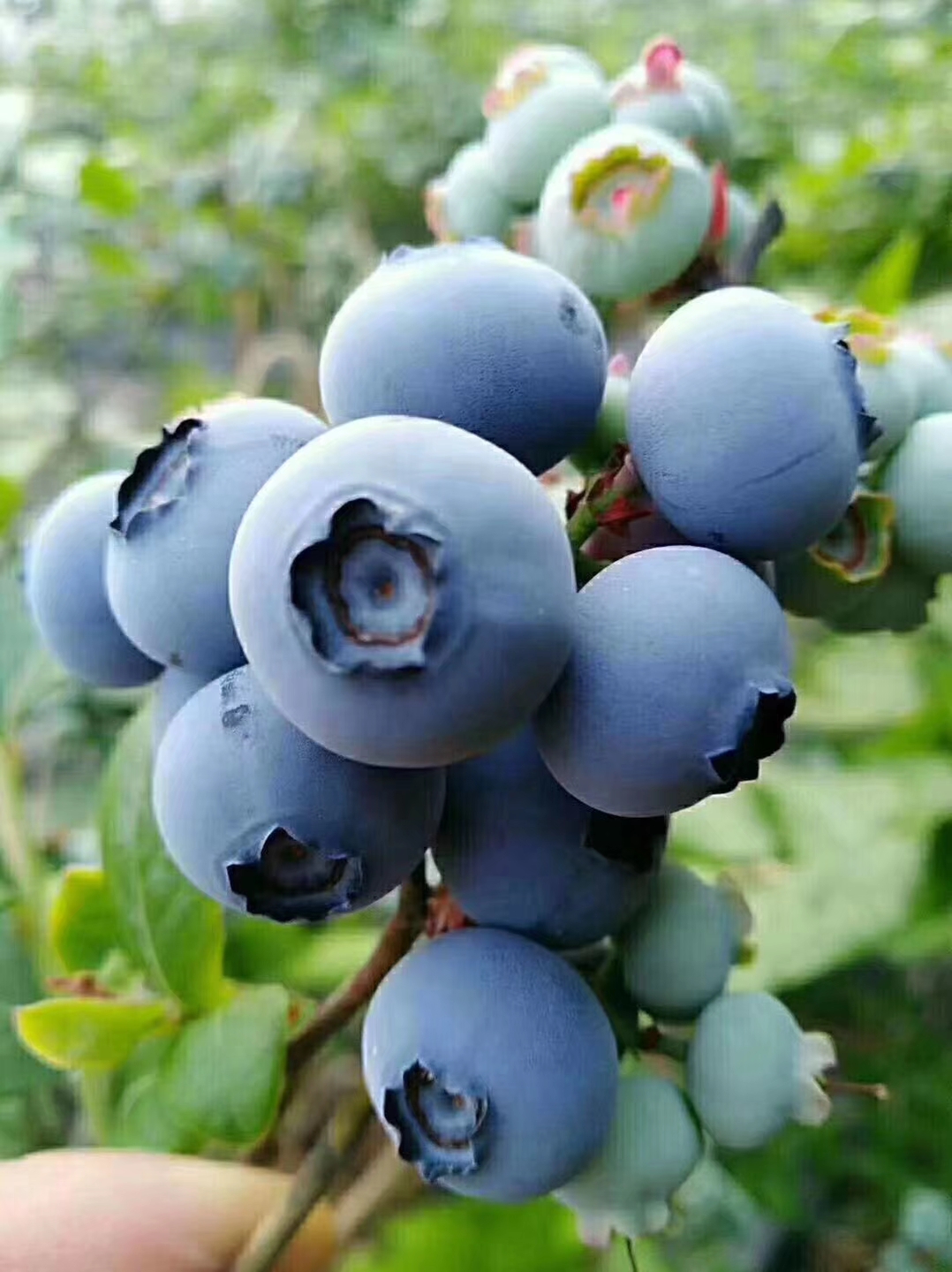 蓝莓鲜果 蓝丰蓝莓 北陆蓝莓