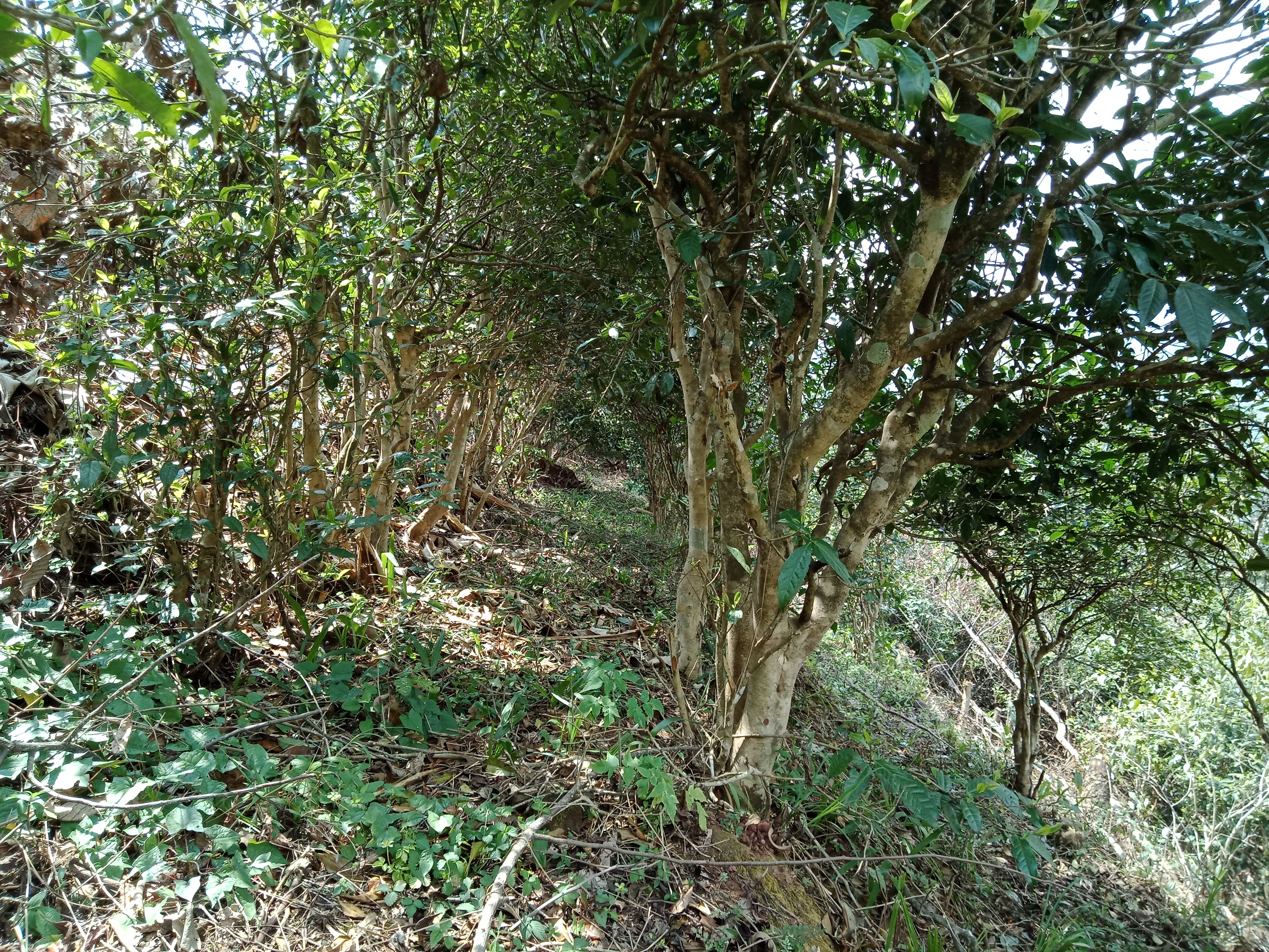 商品详情 本普洱大树茶产自无量山,哀牢山两山,合作社有自己的基地