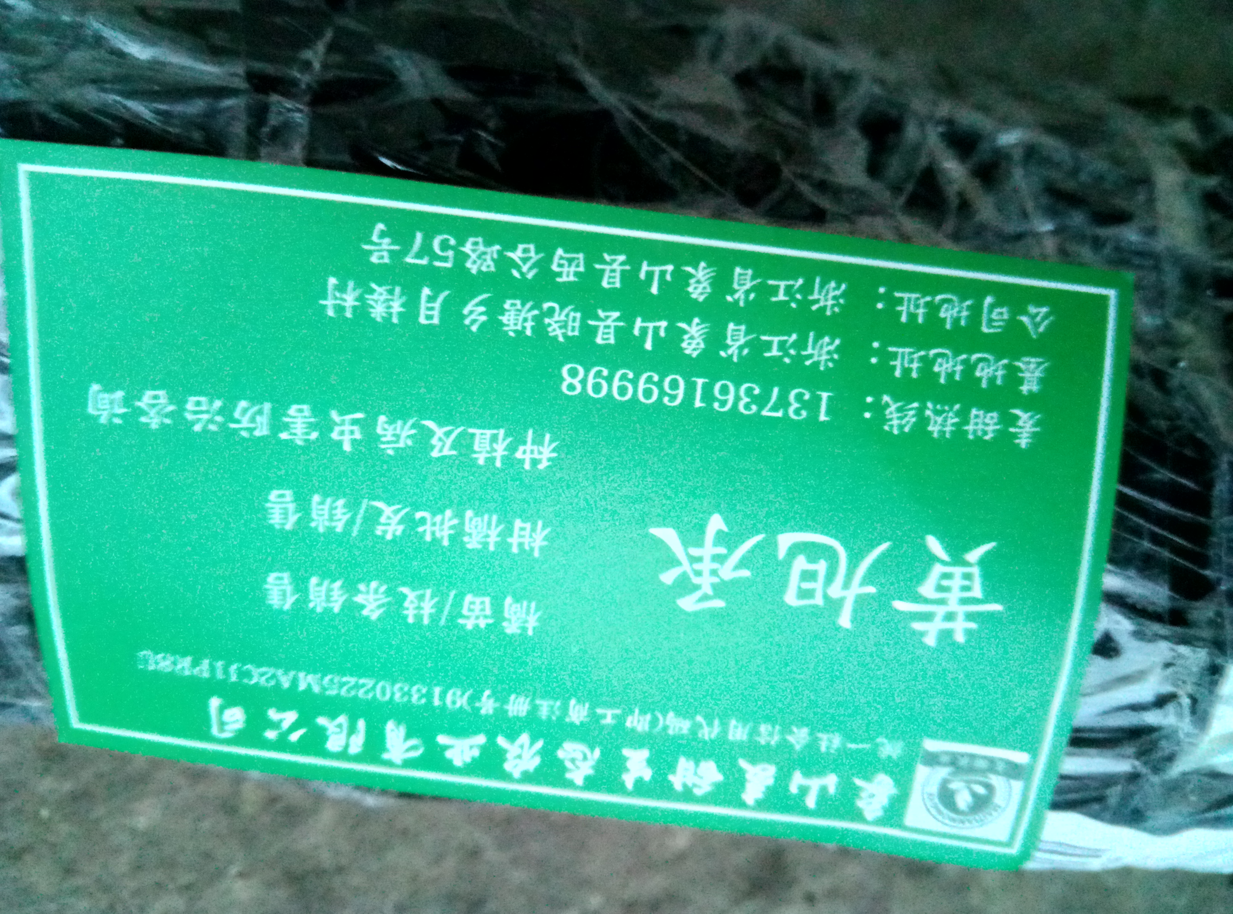 明日见柑橘苗 浙江原产地供应明日见/阿斯密,品种更纯品质更正宗