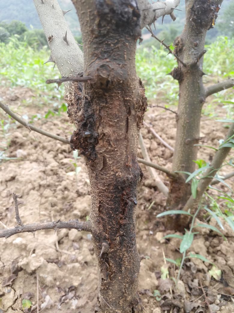 杨老师好花椒干腐病流胶病用啥药效果好谢谢