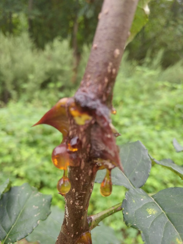 花椒干腐病,流胶病用啥药效果好?