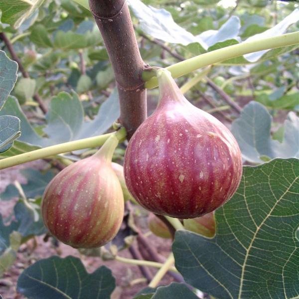 波姬红无花果苗 波姬红果树苗 七月中旬成熟 多汁甜味果大 基地直销