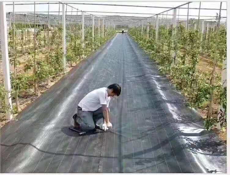 除草地膜 防/除草塑料编织布,防寒布生产厂家