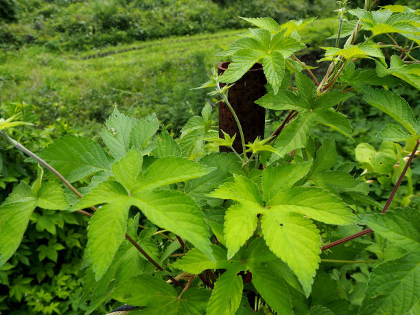 纯正绞股蓝