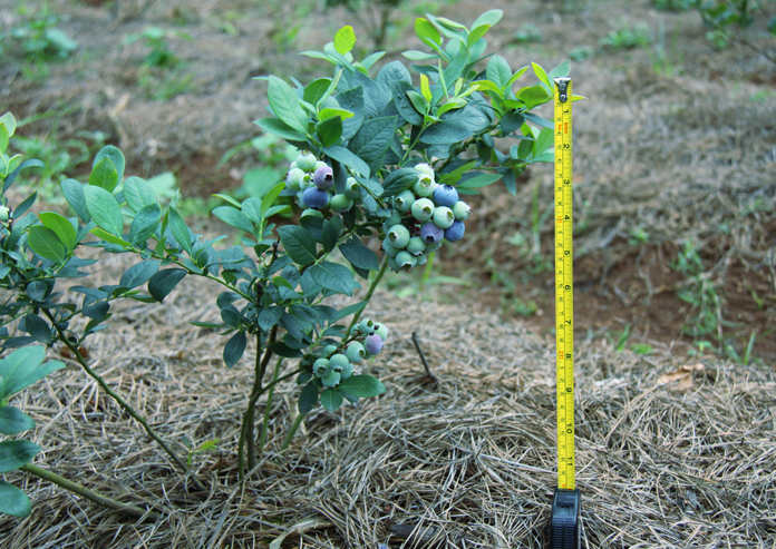盆栽地栽蓝莓苗南北方种植当年结果薄雾蓝丰都克兔眼蓝梅果树苗