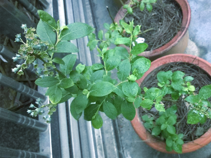 盆栽地栽蓝莓苗南北方种植当年结果薄雾蓝丰都克兔眼蓝梅果树苗