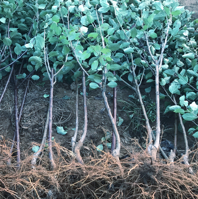 果树红心苹果树苗红色之爱水果树苗果树红肉苹果树苗