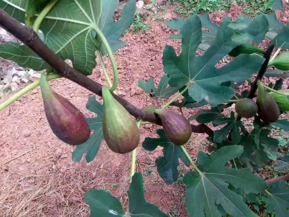 芭劳奈无花果苗 劳奈无花果苗 当年结果 苗圃直销