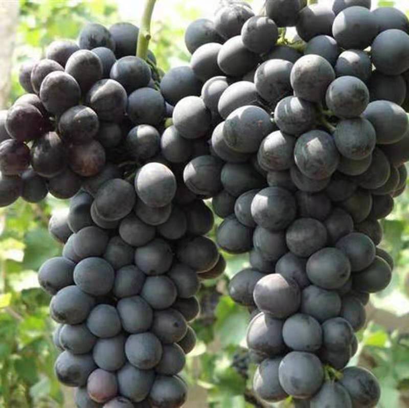 早夏无核葡萄苗 早夏无核葡萄嫁接苗基地直销量大优惠大规模种植可签