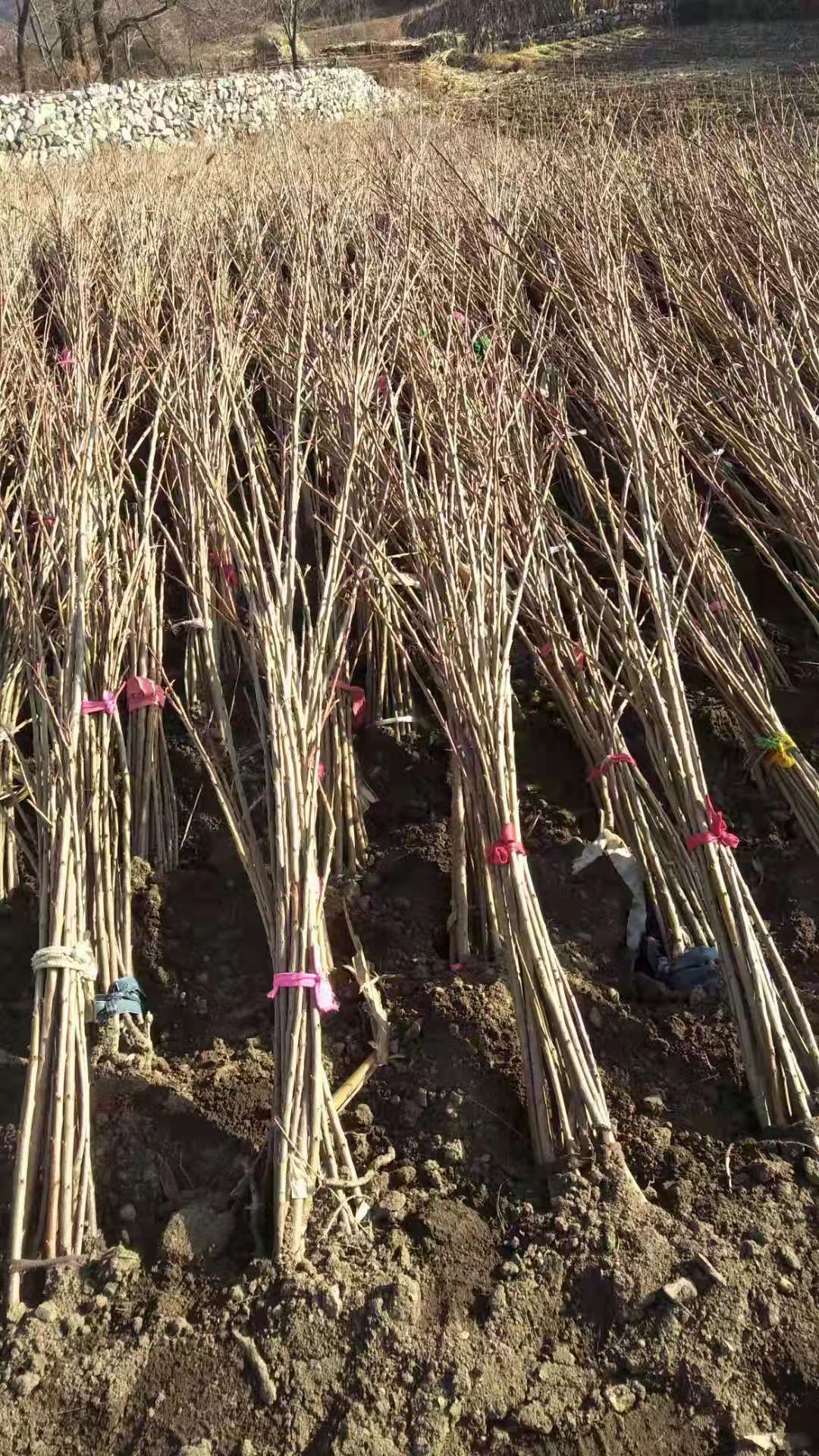 特级马哈利砧木俄八樱桃苗大樱桃苗辽宁大连基地现货根系发达