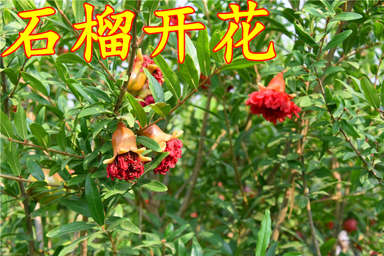 红如意软籽石榴树苗包成活当年结果南北方种植 死苗免费补发
