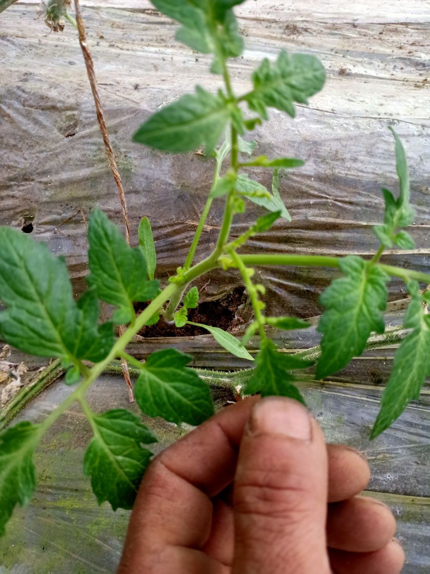 西红柿苗药害对以后生长和果实有影响吗?