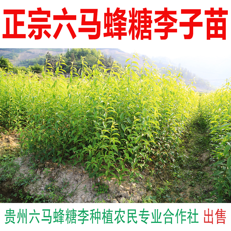 贵州六马蜂糖李子树苗 正宗发源产地蜂糖李老枝条嫁接苗