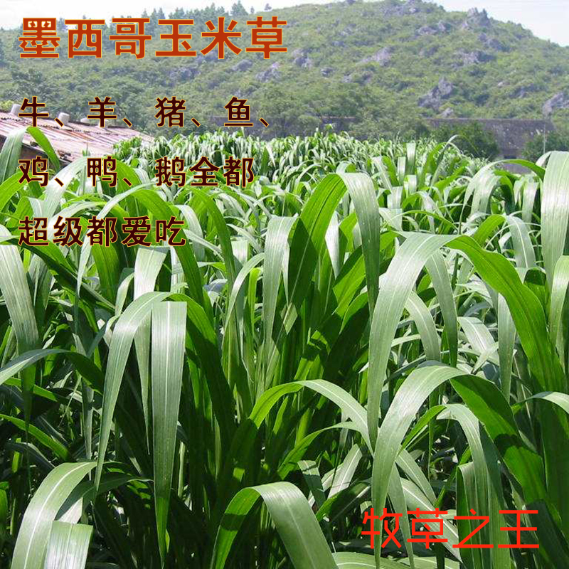 墨西哥玉米草种子包邮墨西哥玉米高产新种子包邮