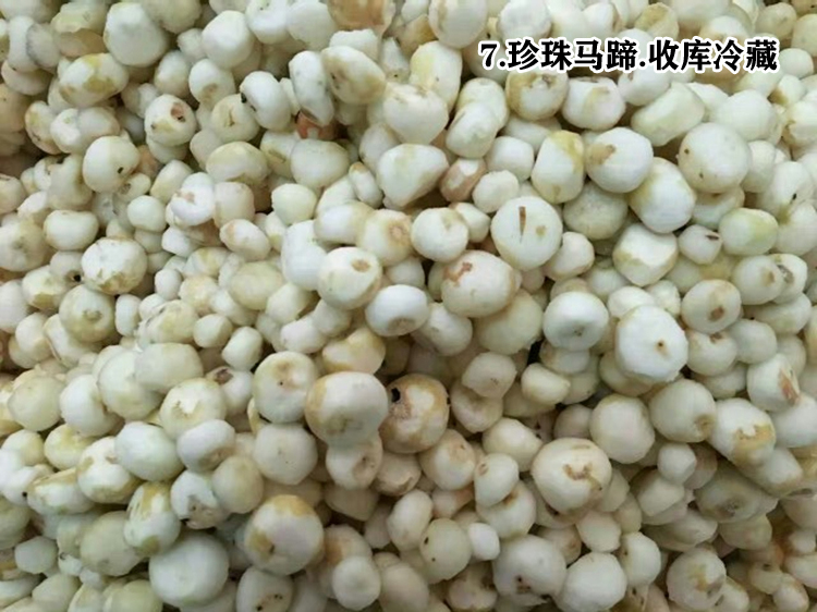 【新货珍珠马蹄】阳江海陵岛产地直供批发火锅上佳菜品欢迎咨询