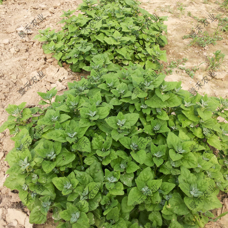 番杏种子 新西兰菠菜种子 洋菠菜春夏秋冬蔬菜四季种植蔬菜