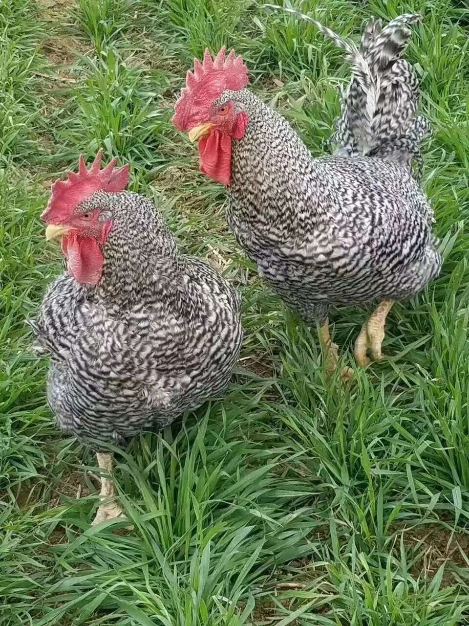 芦花鸡苗批发 大种芦花鸡苗价格 快大型芦花鸡苗供应