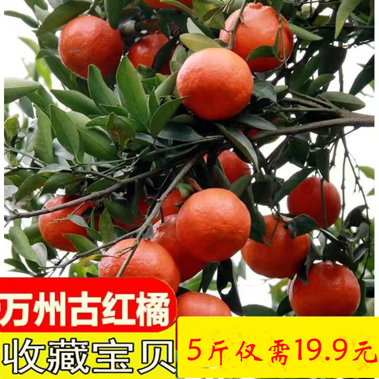 四川红桔川红橘重庆柑桔新鲜水果陈皮果5斤 8斤