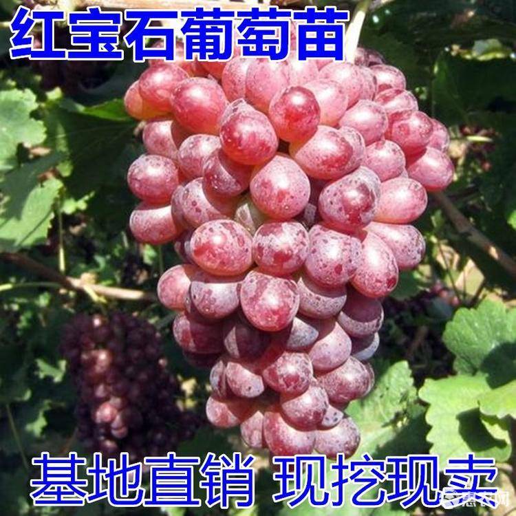 红宝石葡萄苗 种苗类型:嫁接苗 商品详情 红宝石无核红宝石葡萄是美国