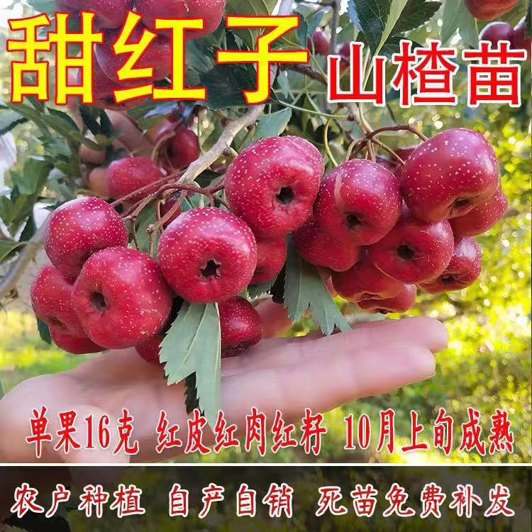 山东省临沂市平邑县 甜红子山楂树苗 歪把子山楂 嫁接苗 大五棱山楂苗