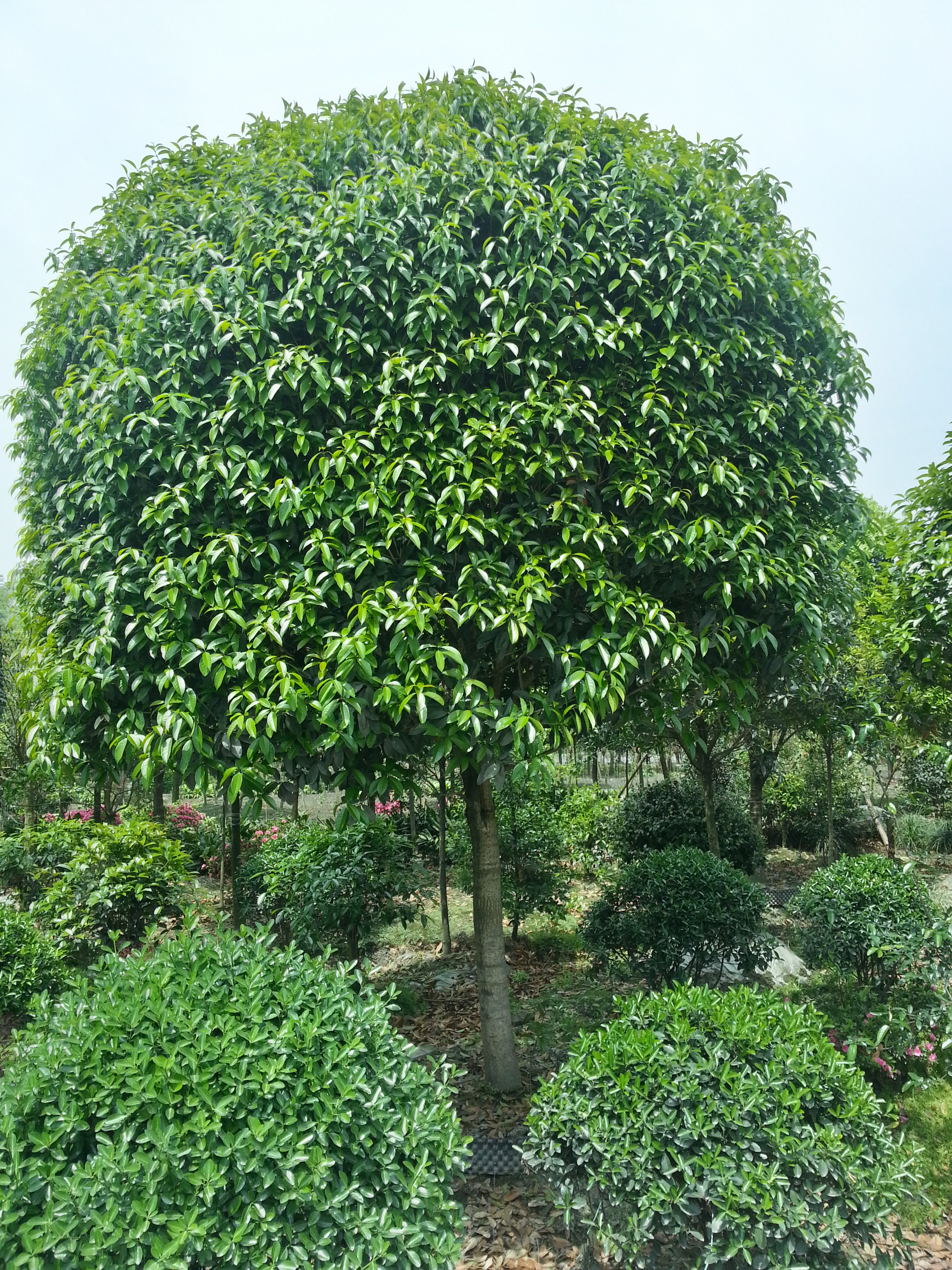 桂花树,八月桂,高杆桂花,四川桂花树价格,成都桂花树批发