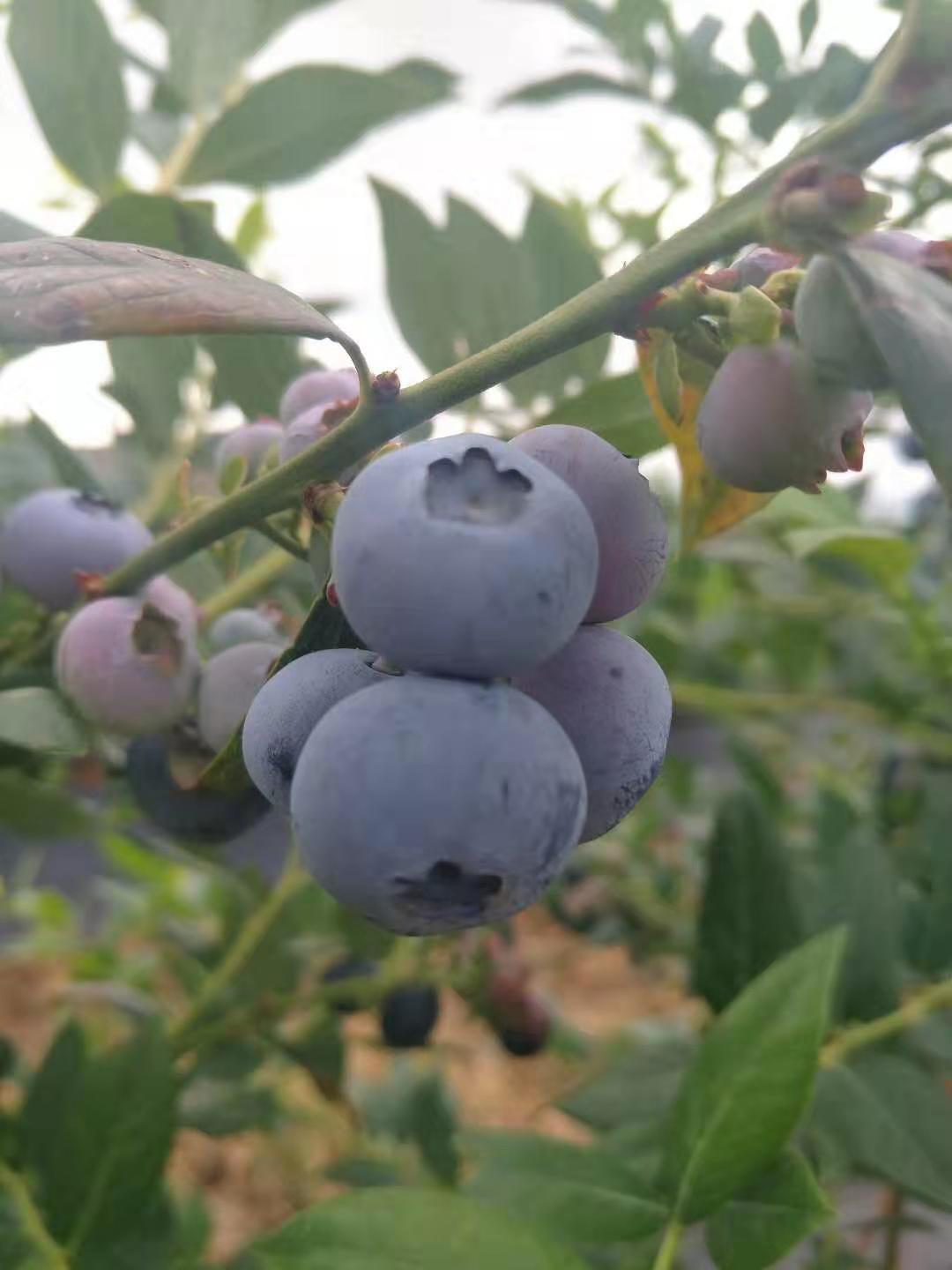 云南自有基地1500亩蓝莓