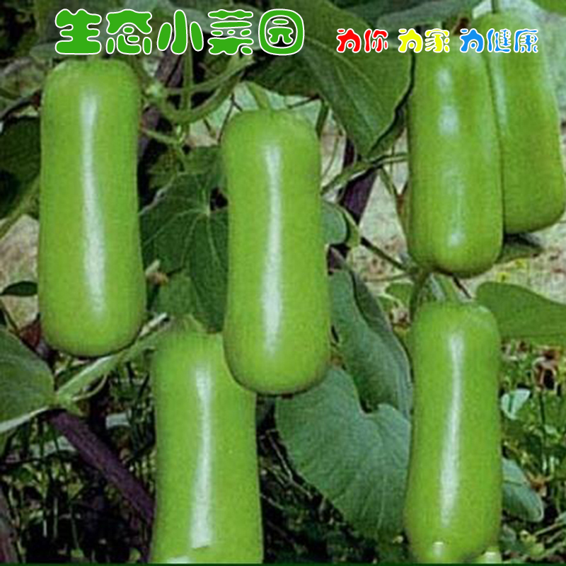 瓠瓜种子包邮瓠子种子包邮