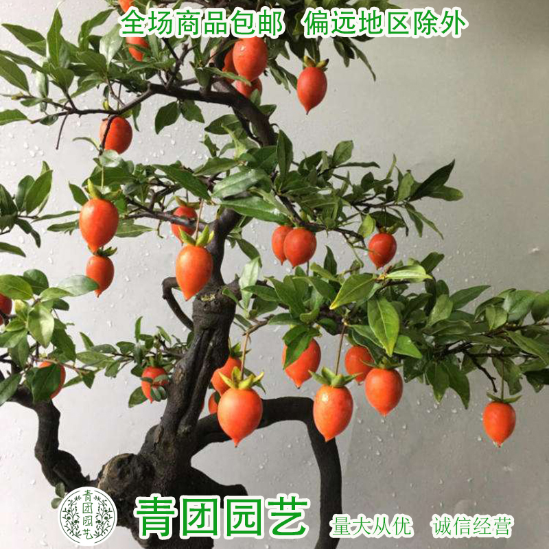 金弹子种子血红果新种子包邮