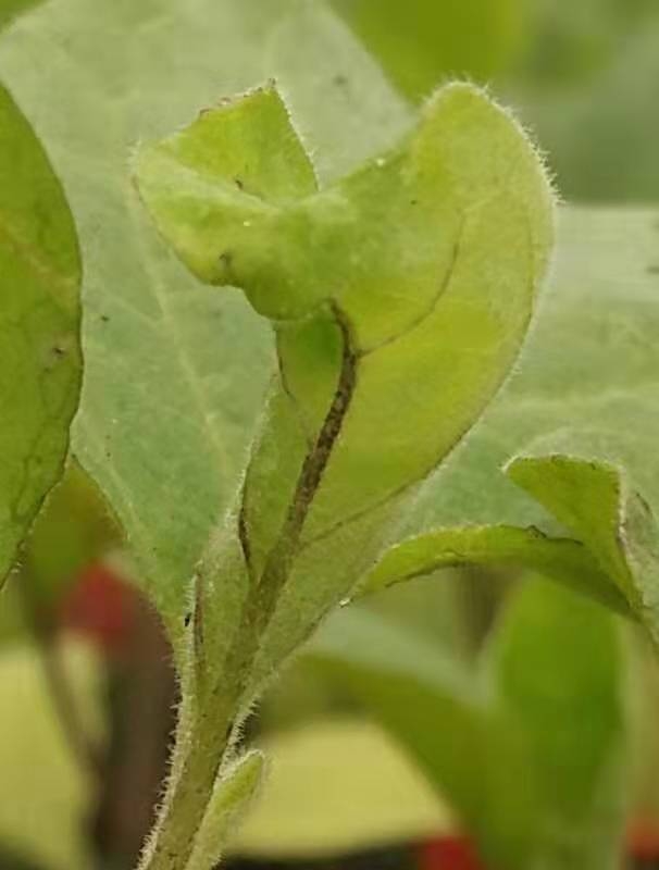 请问茄子苗子,出现这种情况,玉米苗也是,叶子给水烫熟了一样,慢慢开始