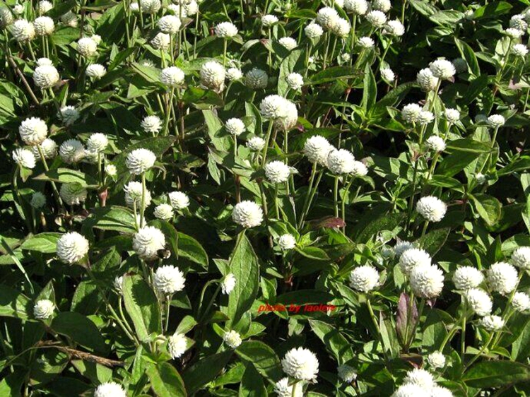 千日红种子千日紫千日粉花种子四季易*花卉花海*花组合种子