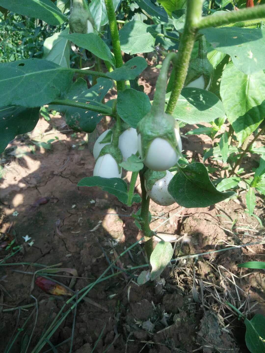 白蛋茄种子 鸡蛋茄种子 白蛋茄特色茄袖珍茄种茄子蔬菜种籽孑 趣味