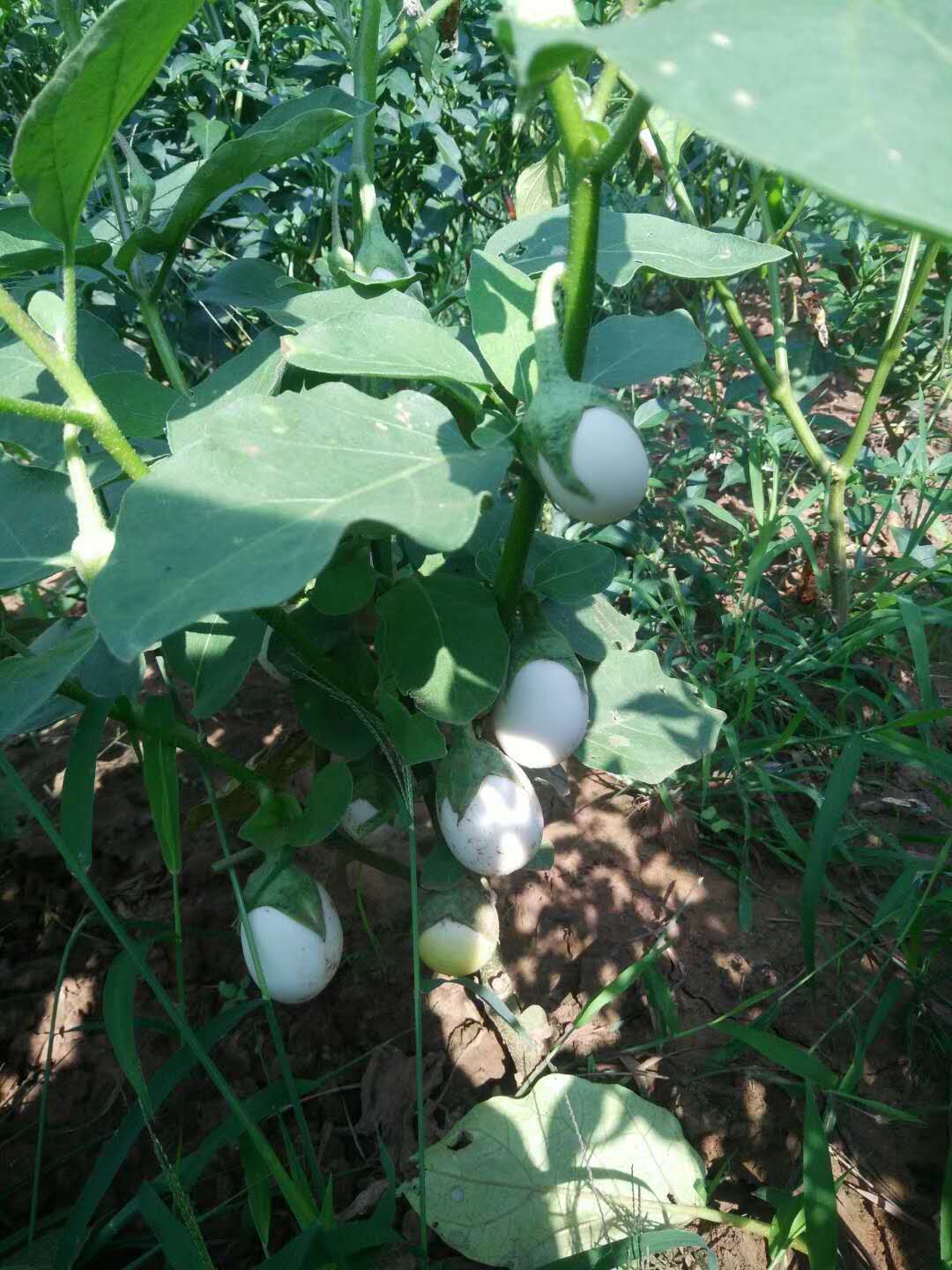 白蛋茄种子 鸡蛋茄种子 白蛋茄特色茄袖珍茄种茄子蔬菜种籽孑 趣味
