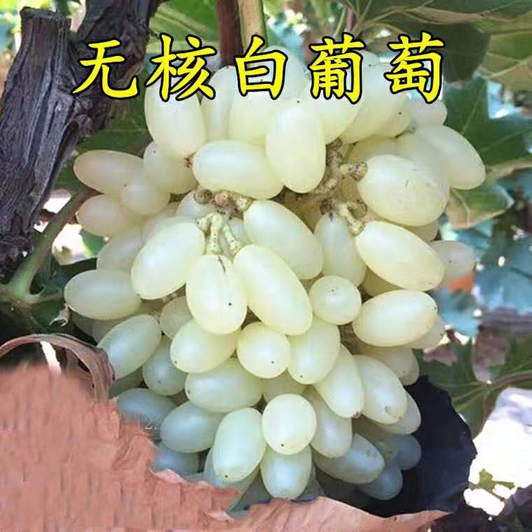 白鸡心葡萄苗 白鸡心葡萄,适合南北方种植,基地直销三包发货.