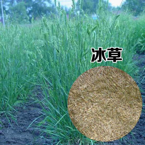 优质牧草种籽冰草种子别名野麦子扁穗冰草羽状小麦草多年生禾草