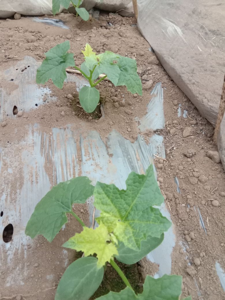 专家你好我现在种植菱丝瓜苗开始的时候挺好的定值10天后长到3叶一心
