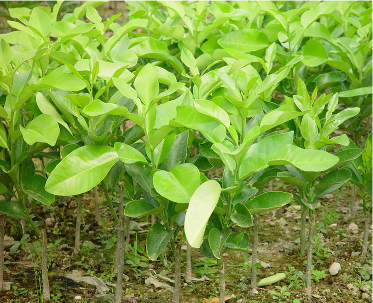 爱媛38号柑桔苗 爱媛38号柑橘苗 柑橘苗 品种全 提供种植技术