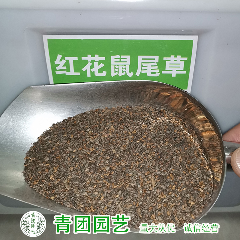 鼠尾草种子蓝 花 鼠尾草种子红花紫花粉花粉萼蓝萼鼠尾草包邮