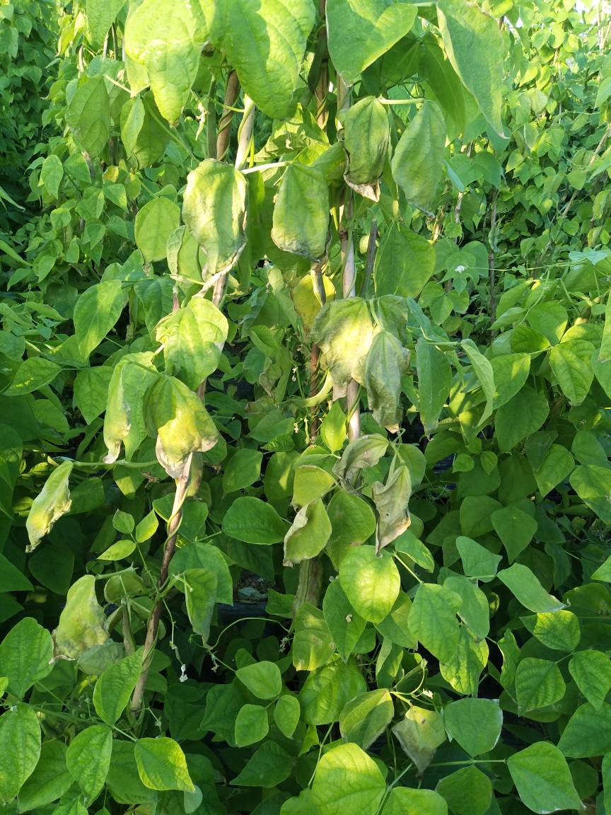 种植东北的油豆角这种叶子越来越多了好没办法希望老师提点