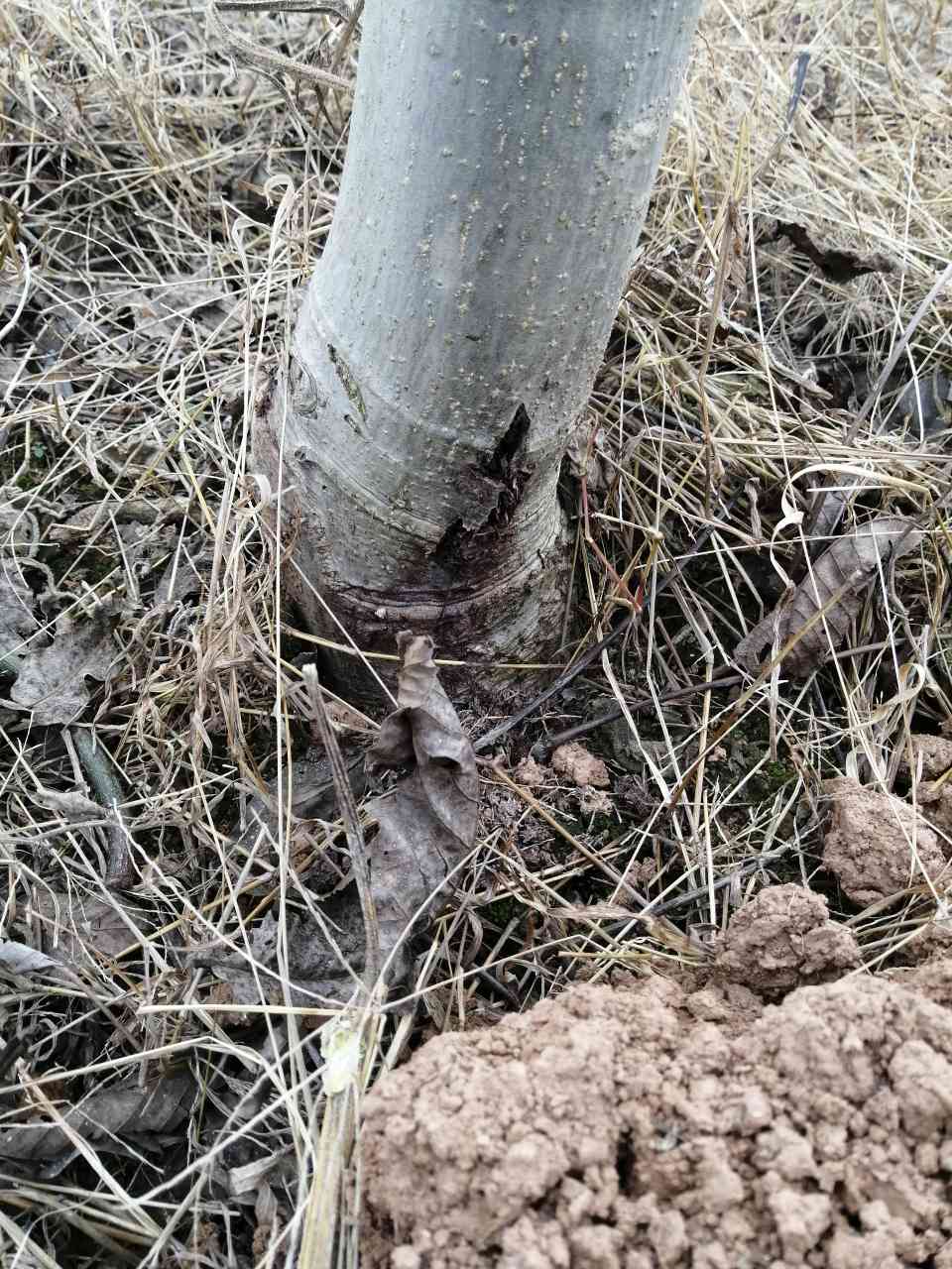 老师您好我这个核桃树钻心虫怎么防治谢谢