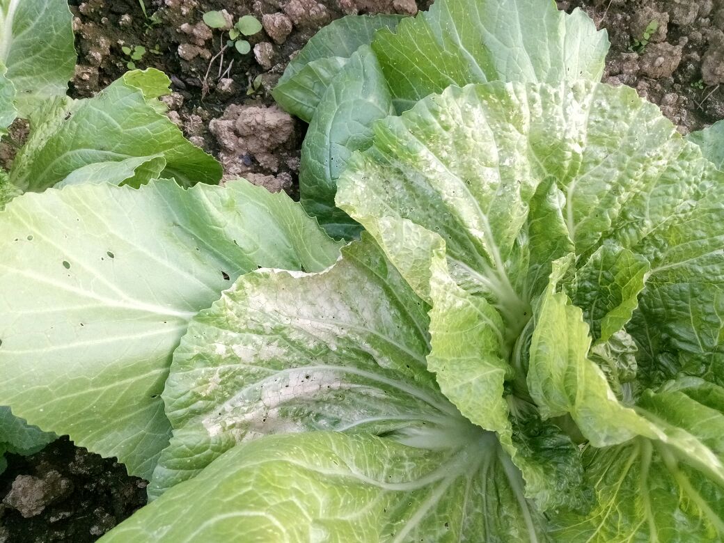 老师这包心芥菜什么病怎么预防治疗啊