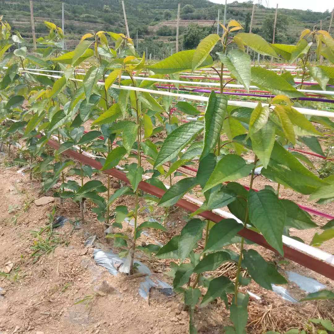 供应大厅  种子种苗  樱桃苗   大家都知道烟台是大樱桃苗的基地,有