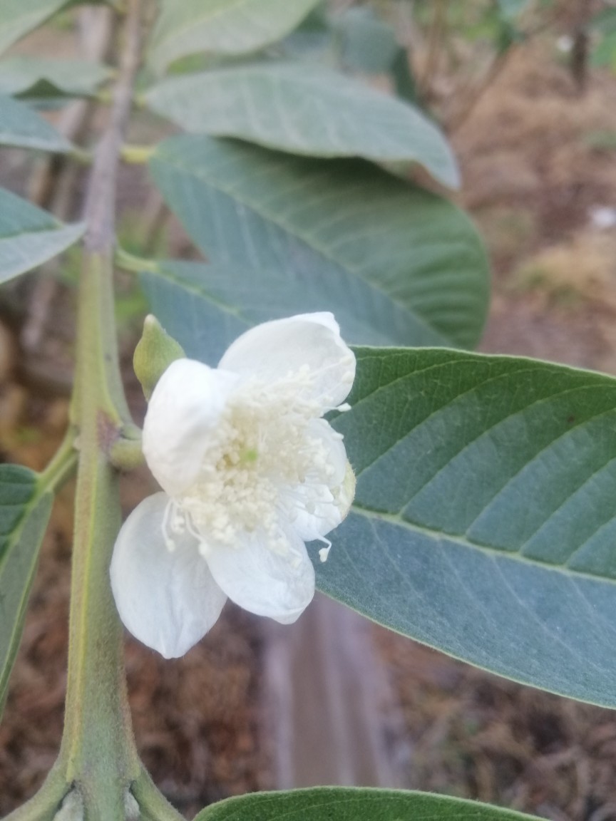 我种植的珍珠番石榴,开花花粉少是什么原因