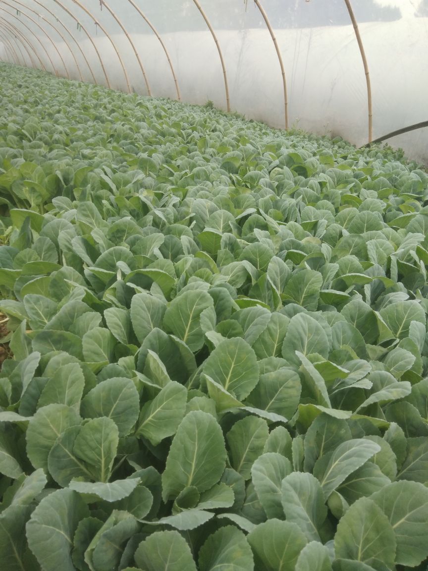 张老师您好,请问在贵阳地区2019年11月育的牛心菜苗