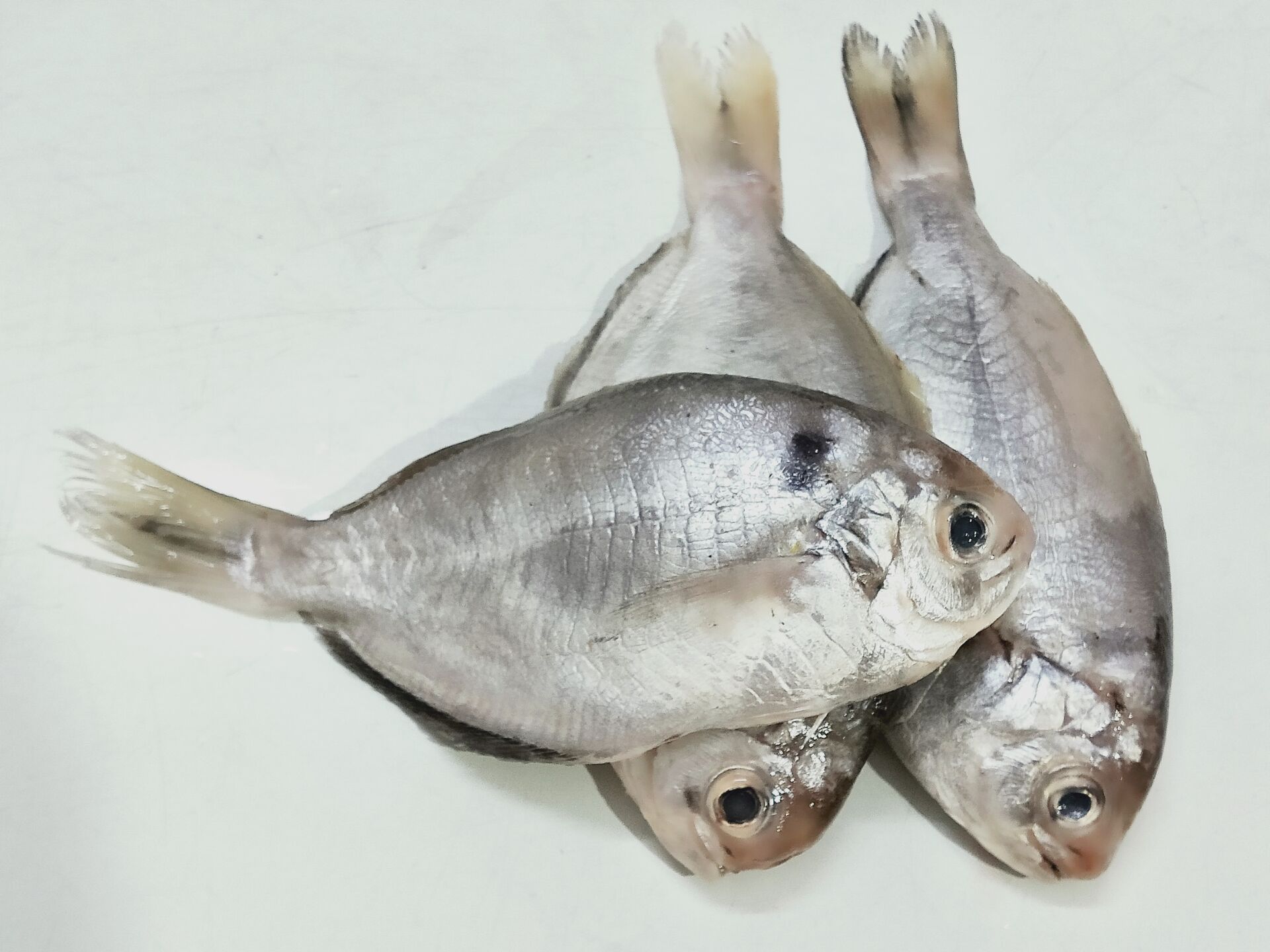 肉鲳鱼 非新鲜鲜活黑鲳鱼肉鲳海鲜黑鲳鱼刺鲳