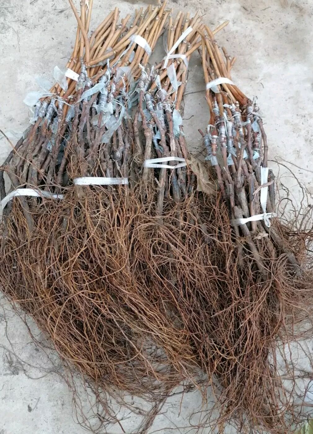 冰葡萄苗 正宗嫁接苗 不落粒 果粒脱水差 可长时间留存在树上 基地