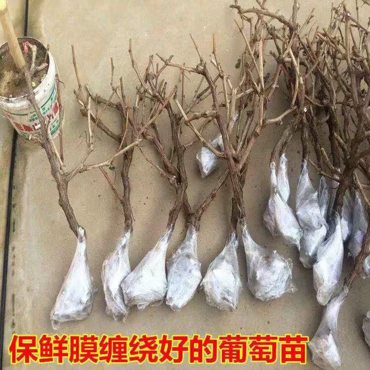冰葡萄苗 正宗嫁接苗 不落粒 果粒脱水差 可长时间留存在树上 基地