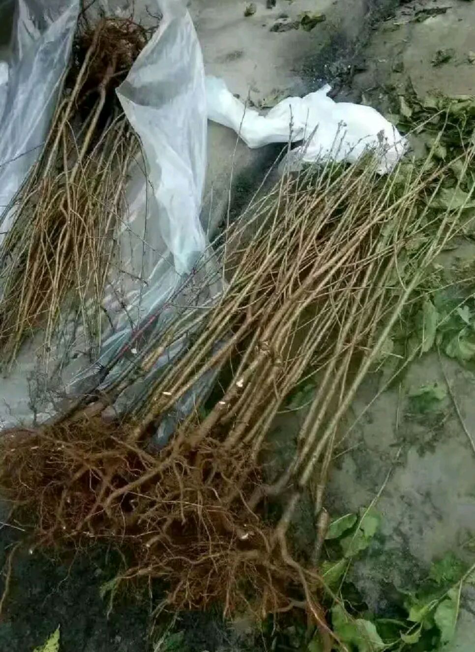 玛瑙红樱桃树苗 正宗嫁接苗 基地直销 保证品种 包成活 提供种植技术