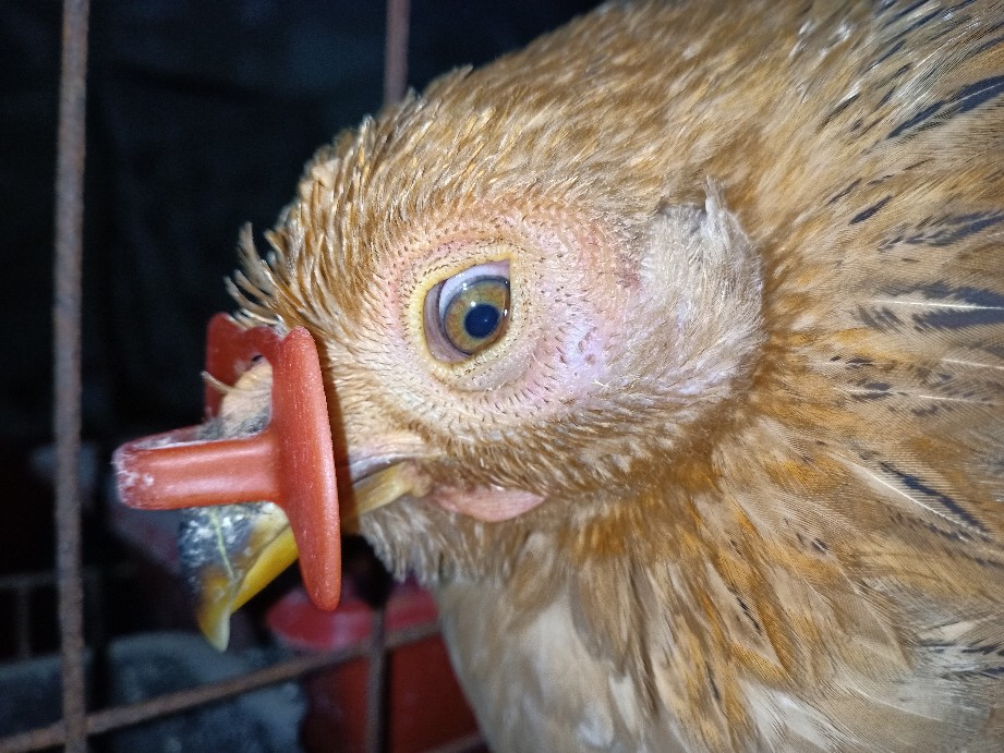鸡一边眼睛肿大是什么病