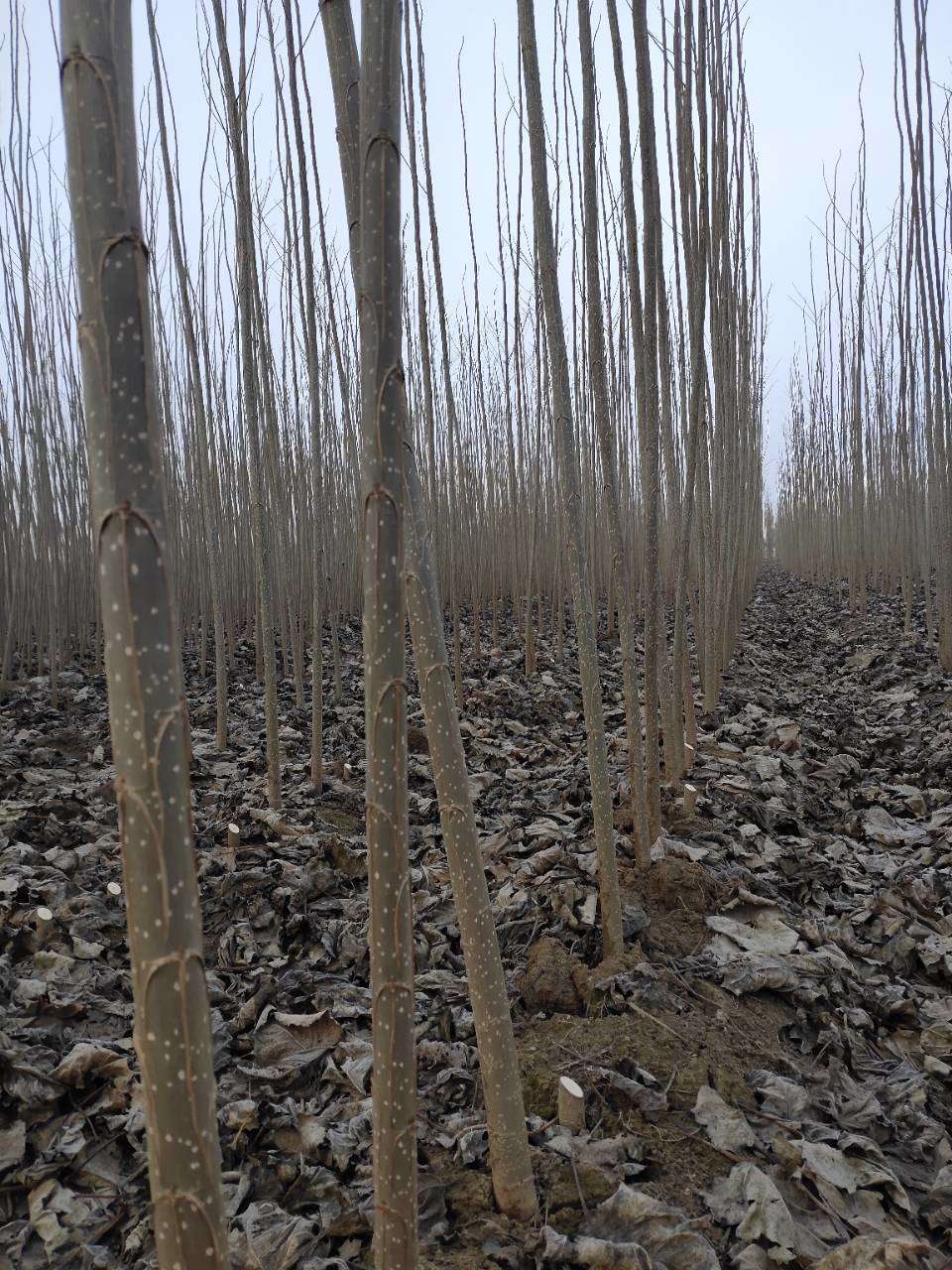 山东聊城临清市 107速生杨树苗基地直销-优质107种条扦插段,速生杨