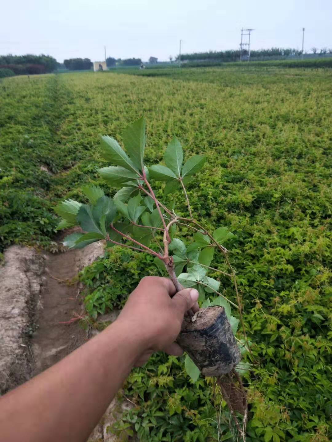 地锦